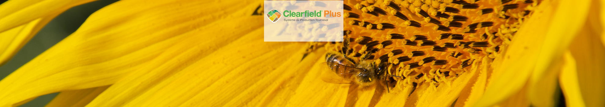 CLEARFIELD PLUS®